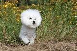 BICHON FRISE 497